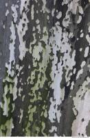 Tree Bark 0012